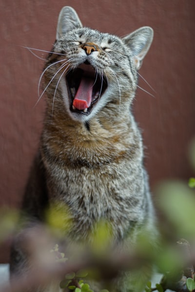 张开嘴的棕色斑猫